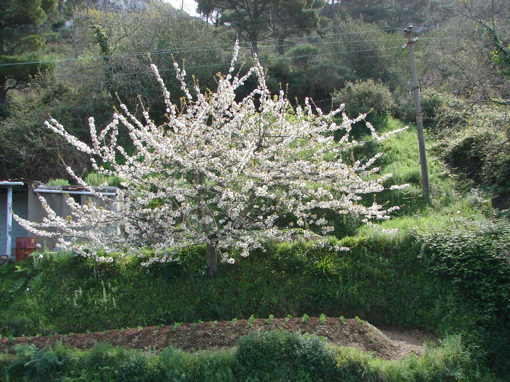 apple tree in bloom.jpg